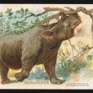 1915 DWIGHT'S COW BRAND SODA Advertising Trade Card - Interesting Animals - RHINOCEROS (#28)