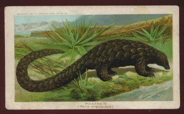 1890 Victorian Trade Card - Arbuckle Brothers Coffee Company - PHATAGIN (Manis longicaudata) (#28)
