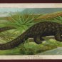1890 Victorian Trade Card - Arbuckle Brothers Coffee Company - PHATAGIN (Manis longicaudata) (#28)