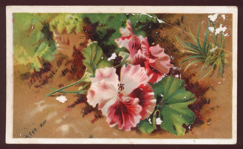 Victorian Trade Card - Arbuckle Brothers Coffee Company - Two-tone pink flowers on ground
