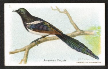 1922 ARM & HAMMER SODA Trade Card - AMERICAN MAGPIE (#2) Useful Birds 8th Series