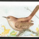 1922 ARM & HAMMER SODA Trade Card - HOUSE WREN (#11) - Useful Birds 8th Series