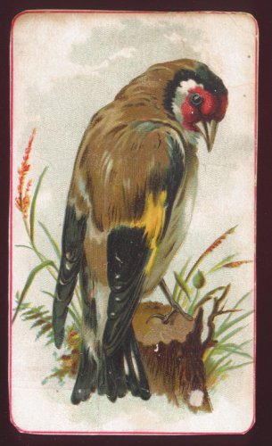 Victorian Trade Card - Arbuckle Brothers Coffee Company - Birds - EURASIAN GOLDFINCH (#64) (damaged)