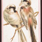 Victorian Trade Card - Arbuckle Brothers Coffee Company - Birds - LONG-TAILED TITMOUSE (#63)-damaged