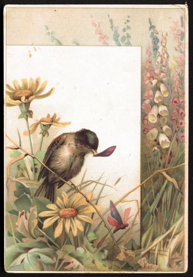 LION COFFEE Victorian Trade Card - Woolson Spice - bird, dragonfly, wildflowers