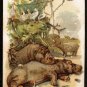 ARM & HAMMER Victorian Trade Card - Interesting Animals - HIPPOPOTAMI (#14)