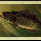 1889 Victorian Trade Card - Arbuckle Brothers Coffee Company - BLACK BASS (#42)