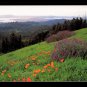TILDEN REGIONAL PARK - Contra Costa Hills, California - Large Unused Post Card