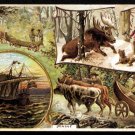 1892 Victorian Trade Card - Arbuckle Brothers Coffee Company - MAINE (#9)