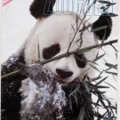ZOOGOER Magazine - September, 1984 - Giant pandas Ling-Ling & Hsing-Hsing