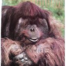 ZOOGOER Magazine- May, 1985 - orangutan, ungulates, photography, nutrition