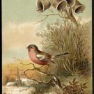 Victorian Stock Chromo Card - Ringing bells, small bird, and a church