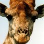 20 Giraffe Jigsaw Puzzles~CD~New
