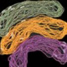 Mardi Gras Assorted Beads