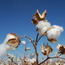 CLEAN COTTON (YANKEE TYPE)