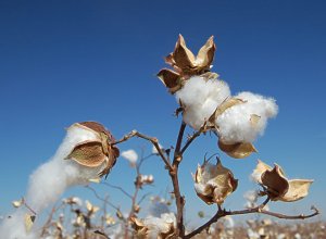 CLEAN COTTON (YANKEE TYPE)