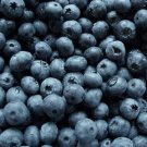 BLUEBERRY (Yankee type)