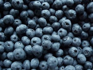 BLUEBERRY (Yankee type)