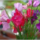 SWEET PEA (BBW type)
