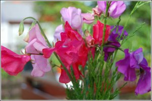 SWEET PEA (BBW type)