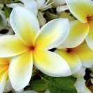 PLUMERIA (BBW type)