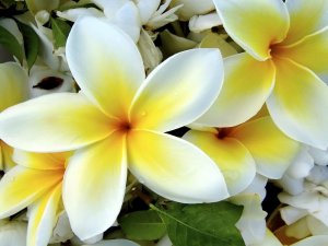 PLUMERIA (BBW type)