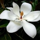 MAGNOLIA (BBW type)