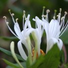 HONEYSUCKLE