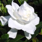 GARDENIA