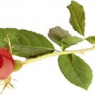 FRESH CUT ROSES (Yankee type)