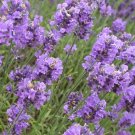 LAVENDER VANILLA (Yankee type)