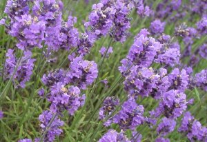 LAVENDER VANILLA (Yankee type)