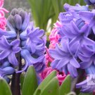 HYACINTH