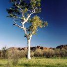 NATURAL EUCALYPTUS (Yankee type)