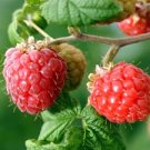 SUN RIPPENED RASPBERRIES (BBW type)