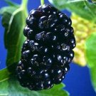 MULBERRY