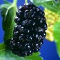 MULBERRY