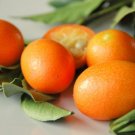 KUMQUAT