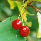 JUICY SWEET CHERRY