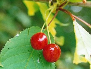 JUICY SWEET CHERRY