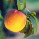 FRESH PEACH