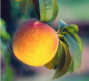 FRESH PEACH
