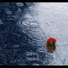 SPRING RAIN