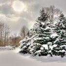SUGARED SPRUCE