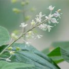 PATCHOULI (Yankee type)