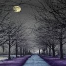 MOONLIGHT PATH (BBW type)