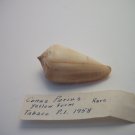 Conus Parius