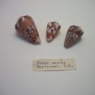 Conus PariusRegius