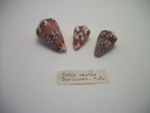 Conus PariusRegius