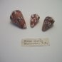 Conus PariusRegius